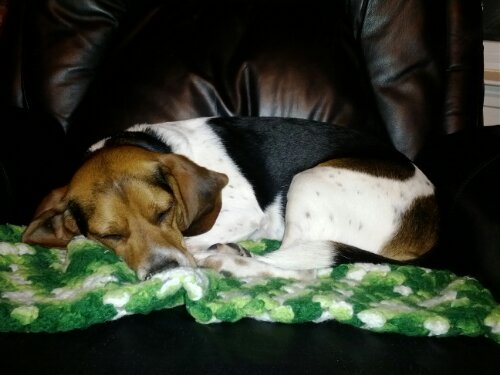 image - Cute Sleeping Beagle Puppy