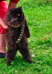 Chewie_Chewbacca_Kitty